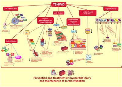 Effects and Mechanisms of Taohong Siwu Decoction on the Prevention and Treatment of Myocardial Injury